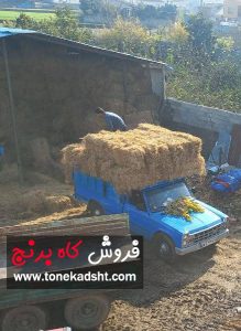کاه برنج برای گاو