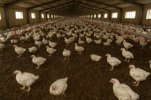 سالن مرغداری با بستر کود مرغی تازه جهت استفاده در کشاورزی و تولید کود ارگانیک.