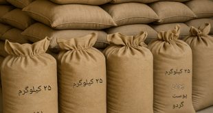 گونی‌های پودر پوست گردو آماده بسته‌بندی و ارسال به دامداری‌ها و صنایع کشاورزی