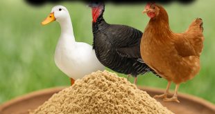 کنجاله کنجد غنی از پروتئین، چربی‌های مفید و مواد معدنی برای تغذیه مرغ، بوقلمون و سایر طیور.