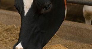 کنجاله کنجد خوراک دام غنی از پروتئین و چربی‌های مفید، مناسب برای افزایش رشد و بهبود کیفیت گوشت و شیر دام