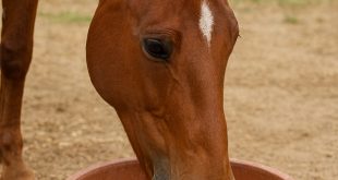 اسب در حال خوردن کنجاله کنجد.