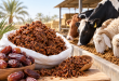 تفاله خرما برای خوراک دام و استفاده در جیره غذایی دام